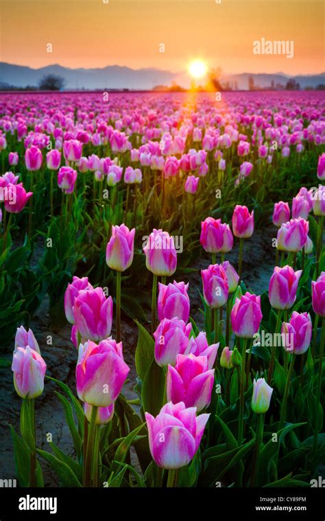 Tulip Fields At Sunrise In Skagit Valley In Mount Vernon Washington