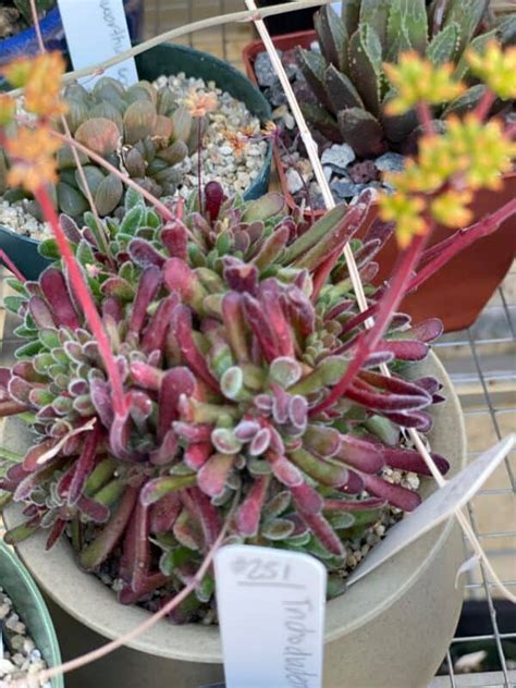 Succulent Crassula Pubescens Subsp Pubescens Plantly