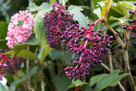 70 Medinilla Speciosa Foto Foto Stok Potret And Gambar Bebas Royalti