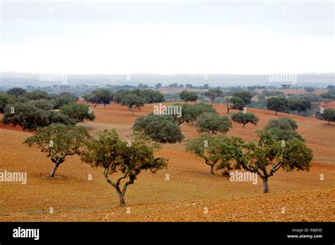 Portugal, Alentejo, typical landscape Stock Photo - Alamy