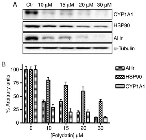 Effects Of Polydatin On Ahr Hsp Cyp A And Tubulin Expression A