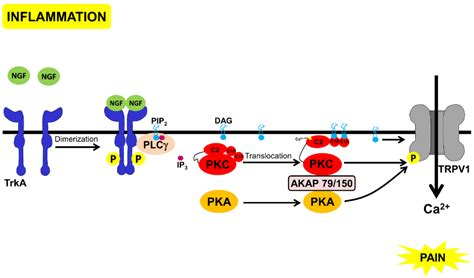 Proteomes Free Full Text Exploring Morphine Triggered Pkc Targets