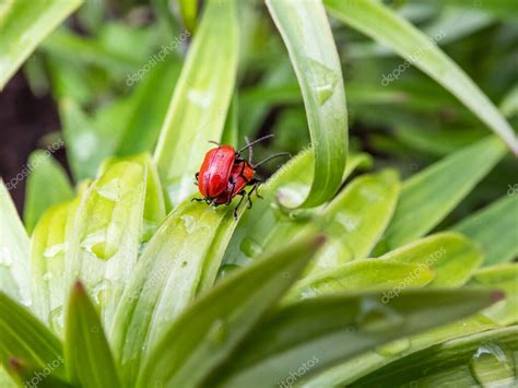 Macro Disparo De Dos Escarabajo Lirio Escarlata Adulto Lilioceris