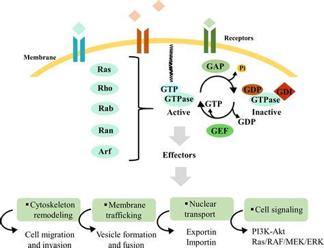 Frontiers Subversion Of Ras Small Gtpases In Cutaneous Melanoma