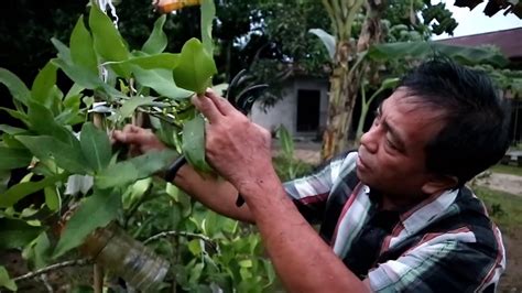 Cara Pemangkasan Tunas Air Pada Tanaman Jambu Madu Ala Saipul Annuar Sp