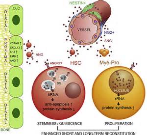 Angiogenin Defines Heterogeneity At The Core Of The Hematopoietic Niche