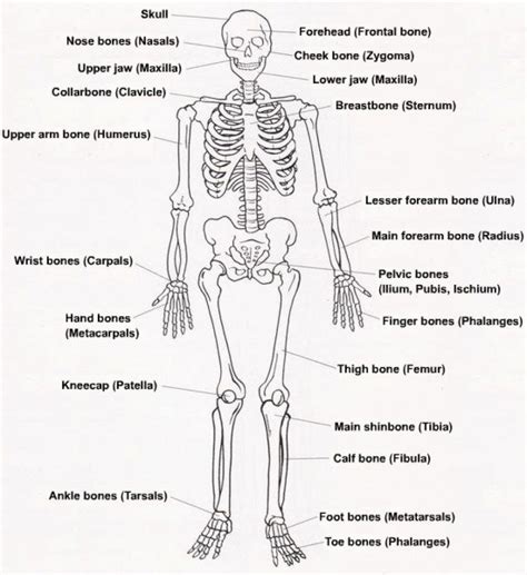 Diagram Of The Complete Skeletal System Without Labels The H