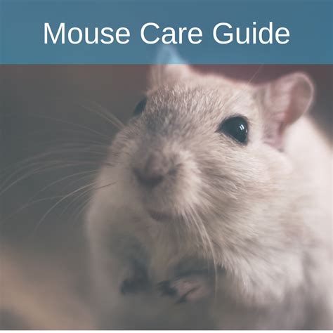 Mouse Care Caring For Pet Mice Vetbabble Pet Mice Pets Pocket Pet