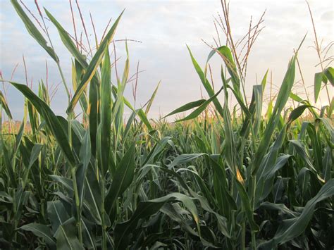 Grain Crops Update 2015 Corn Silage Hybrid Report Available