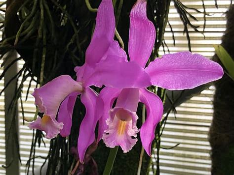 Discover the National Flower of Venezuela: Orchid Cattleya Mossiae - A ...