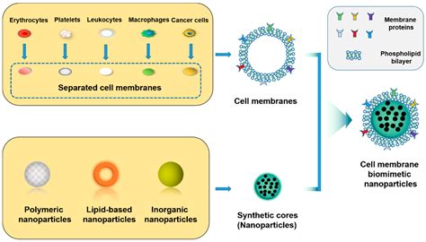 Molecules Free Full Text Cell Membrane Biomimetic Nanoparticles