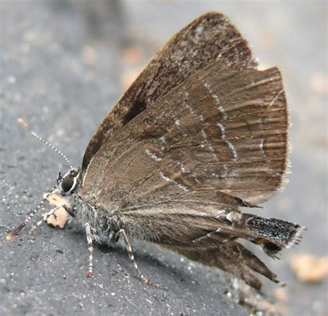 Hickory Hairstreak Satyrium Caryaevorus Bugguide Net