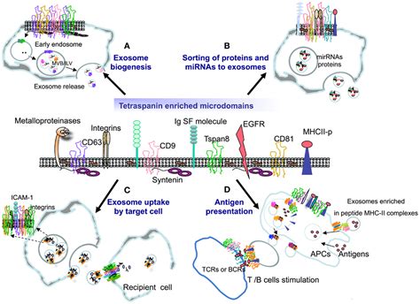 Frontiers Tetraspanins In Extracellular Vesicle Formation And Function