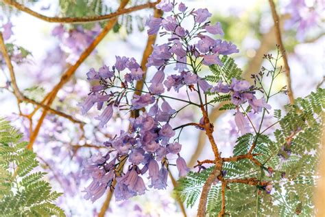 Selective Focus Photography Of Purple Clustered Flowers Free Stock