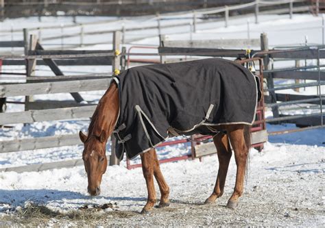 馬の豆知識 「みんなの乗馬」ブログ ページ 9