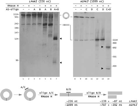 Demonstration Of Circular Configuration By Rnase H Cleavage And