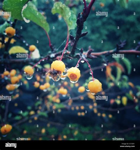 Tiny Apples With Raindrops Stock Photo Alamy