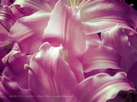 Lily | Image Coffee Lite