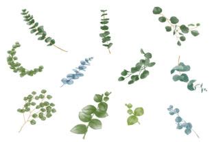 Watercolor Eucalyptus Clipart Greenery Graphic By Dekka Graph