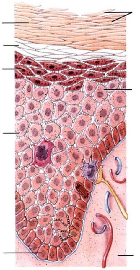 Epidermis 2 Diagram | Quizlet