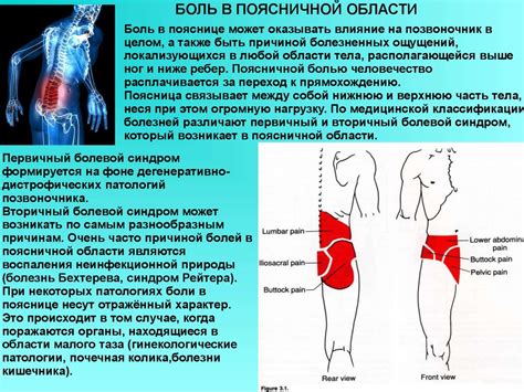 Мышцы поясницы - презентация онлайн