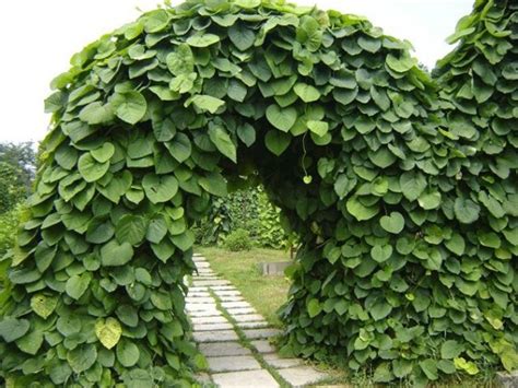 Кирказон крупнолистный, Аристолохия (Aristolochia macrophylla)