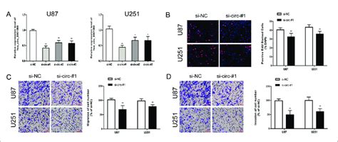 Silence Of Hsa Circ Inhibited Proliferative And Metastatic