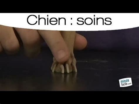 Couper Les Griffes De Son Chien Les Tapes Youtube