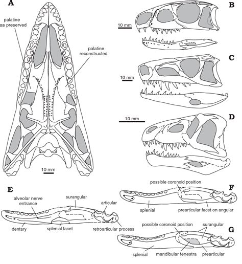 Figure 1 From Cranial And Mandibular Osteology Of The Early Triassic