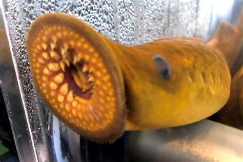 Sea Lamprey Ais Fact Sheet Pennsylvania Sea Grant