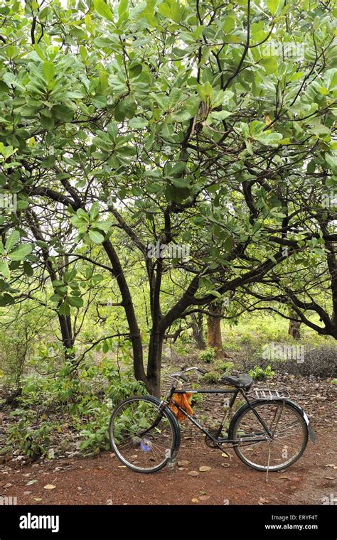 Cashew Nut Tree And Cycle Tambdi Surla Surla Goa India Asia