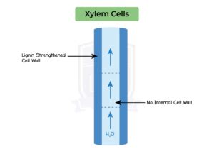 IGED BIO TOPIC 10 008 Xylem Cell Studia Academy Resources