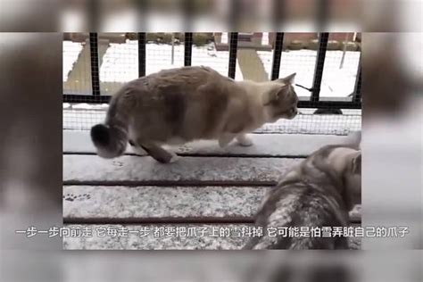 狗子干坏事被发现，12个猫狗搞笑的精彩瞬间猫狗干坏事瞬间