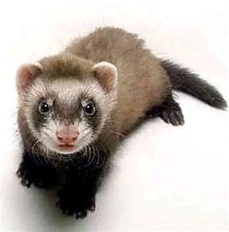 10 Interesting Ferret Facts My Interesting Facts