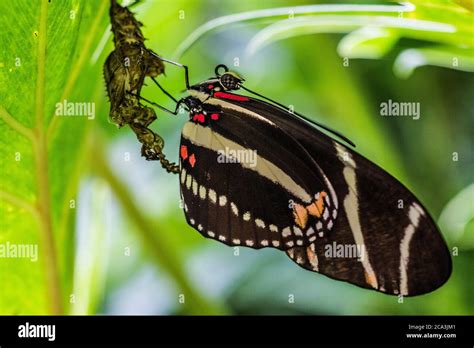 A Newly Emerged Zebra Longwing Butterfly Heliconius Charithonia From