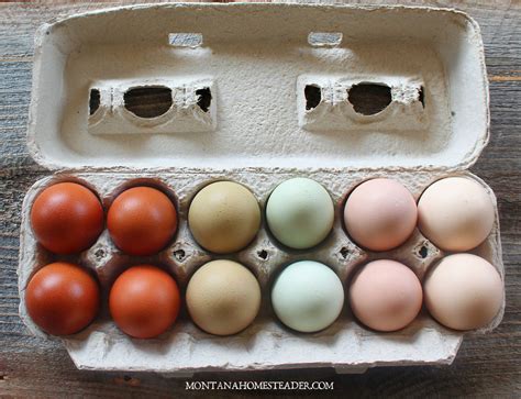 Chicken Breeds For A Colorful Rainbow Of Eggs Montana Homesteader