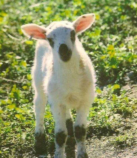 Farm Animal Photography White and Black Lamb Photo Blank Note Card ...