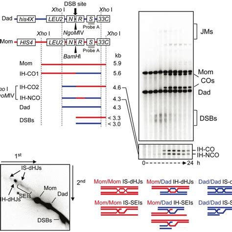 Physical Assay System For Meiotic Recombination A Map Of His4leu2