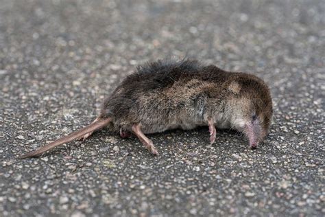 Dead common shrew on garden tile | Stock image | Colourbox