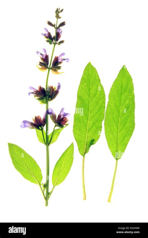 Sage Salvia Officinalis Stock Photo Alamy