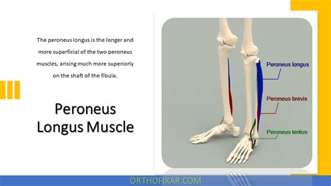 Peroneus Longus Muscle Orthofixar 2025