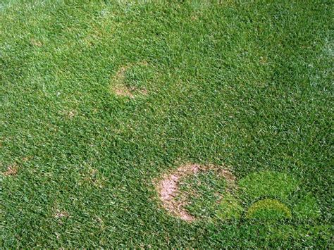 Dead Rings In Your Grass? - Dealing With Brown Circles In Your Lawn ...