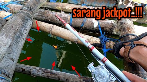 BABON BABON DI SPOT INI BERHASIL LANDED Mancing Ikan Red Devil NAHOL