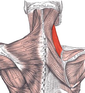 The Levator Scapulae Muscle Yoganatomy