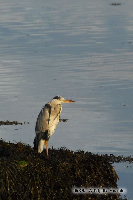 H Ron Cendr Ardea Cinerea Bioobs