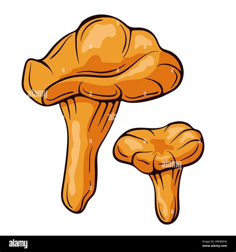 Champi Ones Chanterelle Coloridos En Estilo De Dibujos Animados Boceto