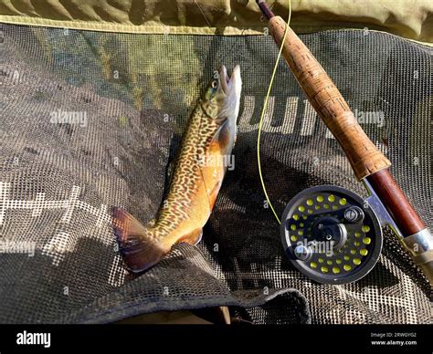 Male Tiger Trout Caught On A Dry Fly Tiger Trout Area A Cross Between