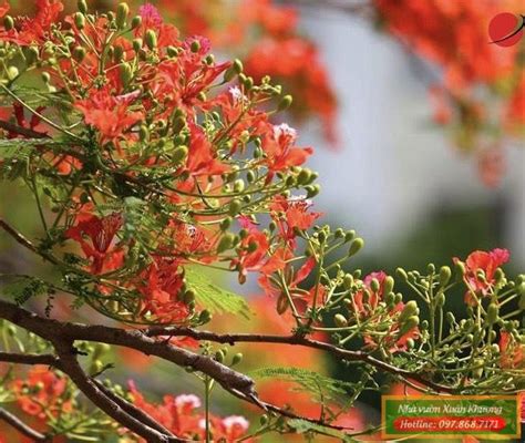 Cây Hoa Phượng Vĩ Nhà Vườn Xuân Khương