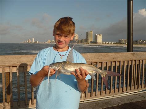 Catfish Gafftopsail Cletus Roughfish