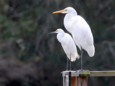 Little Egret Breeding Plumage